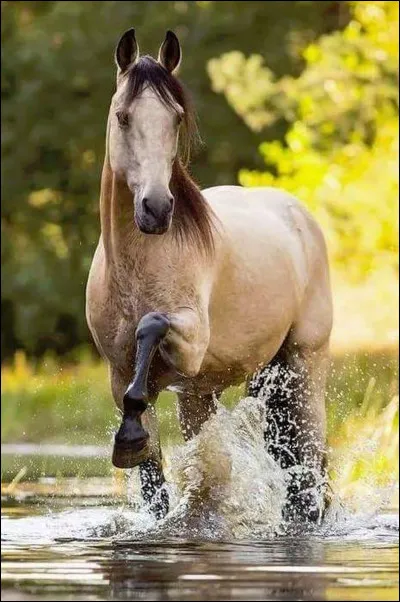 Le Mangalarga marchador est un...