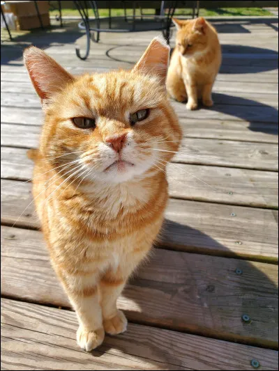 Le Schipperke est un...