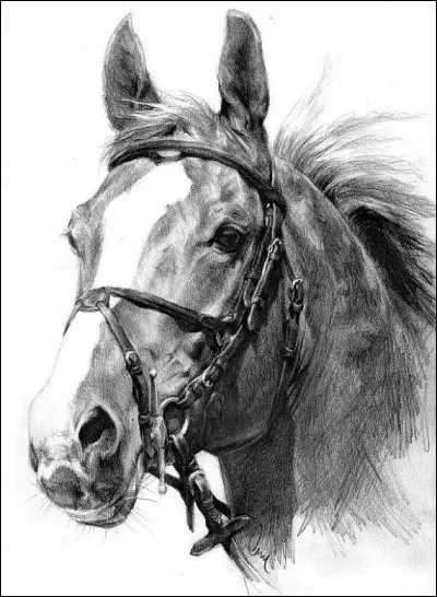 Le Harrier est un...