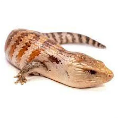 Scinque : d'après son nom, de quelle couleur est la langue du scinque ?