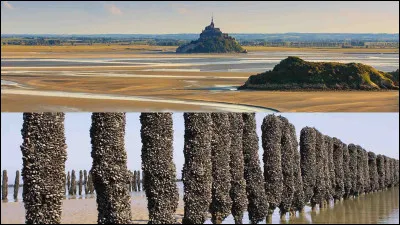 Huître : comment appelle-t-on les pieux sur lesquels sont élevés les huîtres ?