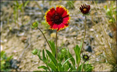 Qui a fondé, en 1961, l'OAS ?
