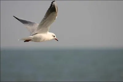 Quel est cet oiseau ?