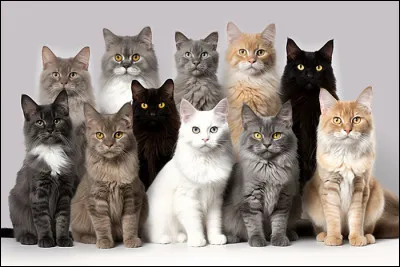 Quelle est la particularité d'un chat isabelle ?