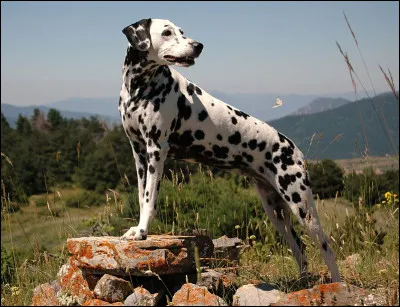De quel pays le dalmatien est-il originaire ?