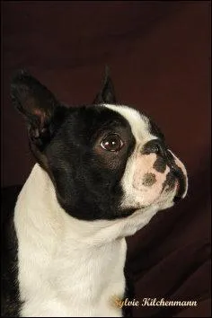 Peut-on parler d'origines de travail chez l'american staff ?