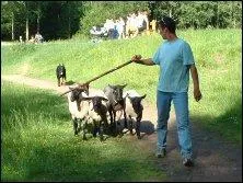 Quel examen faut-il passer avant d'accder au brevet dans les diffrentes preuves d'utilisation ?