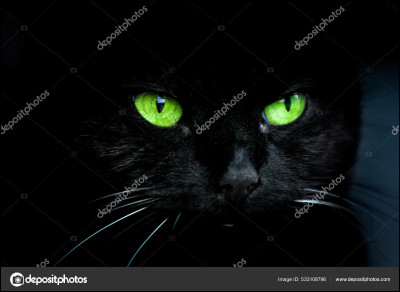 Le chat voit parfaitement dans le noir.