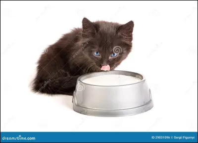 Il faut donner du lait de vache à un chaton.