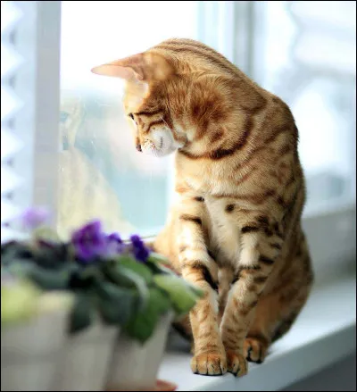 On peut laisser son chat seul pendant plusieurs jours.