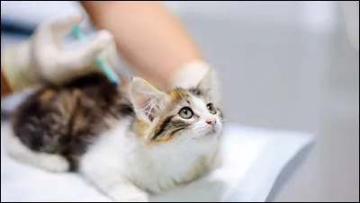 Un chat qui ne sort pas n'a pas besoin d'un vaccin.