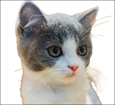 Qui a été son dernier lieutenant ?