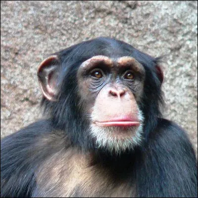 Quel primate est génétiquement le plus proche du chimpanzé ?