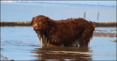 Lorsque l'on est trempé de la tête aux pieds, on peut dire que l'on est mouillé comme...