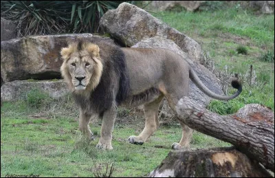 Plus besoin de vous présenter cet animal, notez simplement la bande de peau qui pend sous le ventre et trouvez son pays !