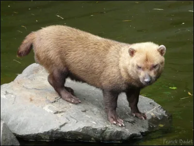 Aussi bizarre que ça puisse paraître, il est un proche cousin d'un animal que l'homme a domestiqué depuis la préhistoire !