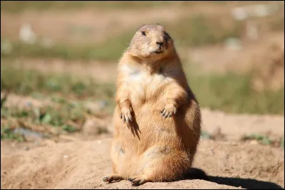Méfiez-vous, peut-être que c'est un piège ... ou pas, où pensez-vous que vit cet animal ?