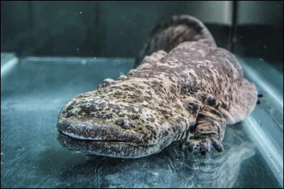 Identifier l'animal, c'est identifier le pays !