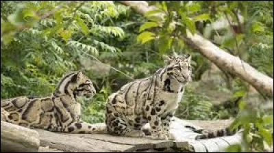 C'est l'un des plus beaux félins du monde, dans quel pays pensez-vous le voir (avec énormément de chance ) ?