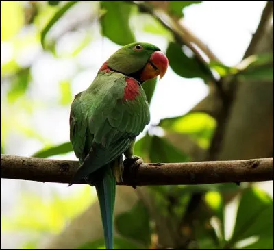 Peut-être les avez-vous déjà vues, dans la nature ou à la télévision !