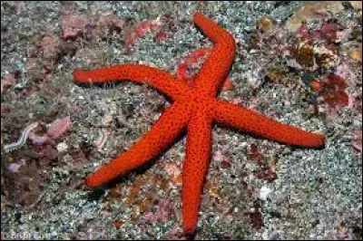 Vrai ou faux ? Les étoiles de mer sont des coquillages.