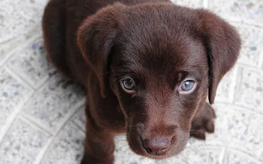 Quiz Animaux