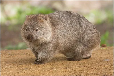 Quel est le nom de cet animal qui possède la particularité de produire des excréments cubiques ?