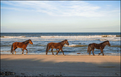 Quel aliment est bon à donner pour un cheval ?