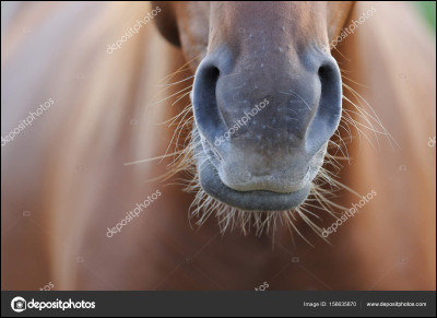 Comment appelle-t-on le nez du cheval ?