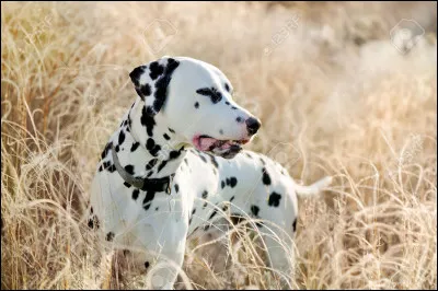 D'où vient le dalmatien ?