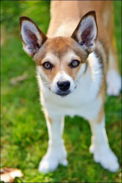 D'où vient le lundehund ?