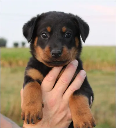 Quel est ce petit français ?