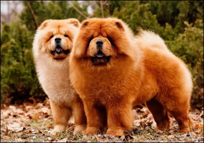 Le chow chow est originaire...