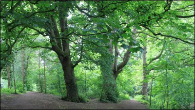 Aimes-tu grimper aux arbres ?