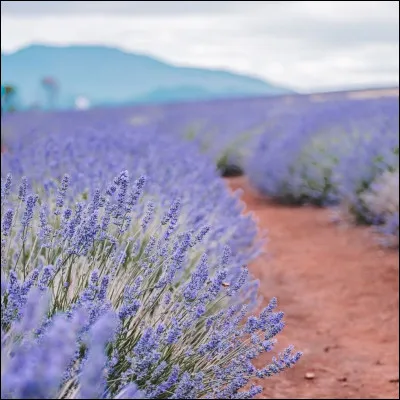 Comment s'appelle cette fleur ?