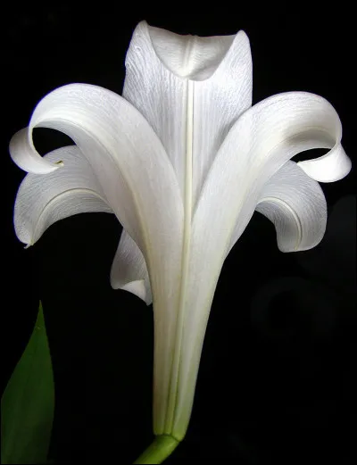 Comment s'appelle cette fleur ?