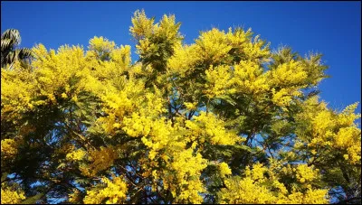 Comment s'appelle cette fleur ?