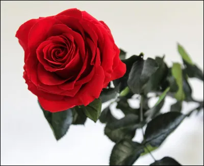 Comment s'appelle cette fleur ?