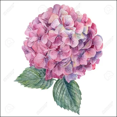 Comment s'appelle cette fleur ?