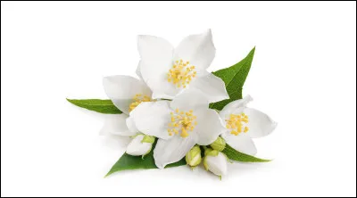 Comment s'appelle cette fleur ?