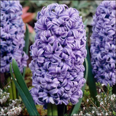 Comment s'appelle cette fleur ?