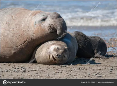 Comment s'appelle le bébé du phoque dont l'on parlait tout à l'heure ?