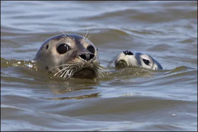 Et quelle taille et poids peuvent-ils faire ?