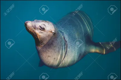 Quels sont ses prédateurs ?