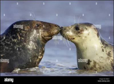 Comment s'appelle la femelle du phoque ?