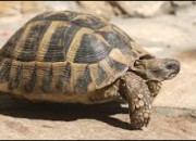 Quiz Longvit et sagesse caractrisent la tortue