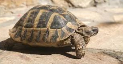 Dans quel groupe animal la tortue est-elle classée ?