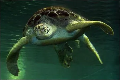Comment s'appelle la plus grande tortue de mer ?