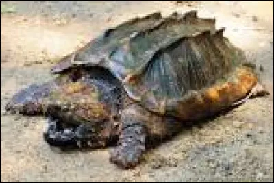 Quel est le nom de cette tortue ?