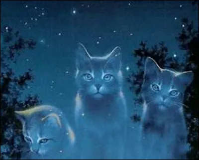 Le chat eut l'air satisfait et il repartit. Le deuxième avait l'air plus sauvage et inspirait la vie dure que l'on pouvait avoir en vivant dans un clan. Il haussa alors le ton et te posa la question suivante : 
"Quelle est la règle du code du guerrier qui est la plus importante à tes yeux ?"